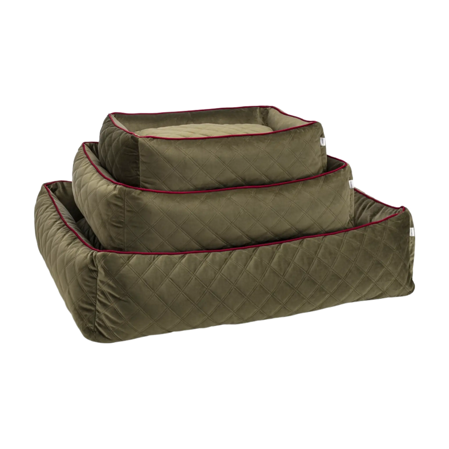 olive-2