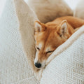 Dreamy Kissen