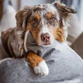 Vintage Diamond Kissen