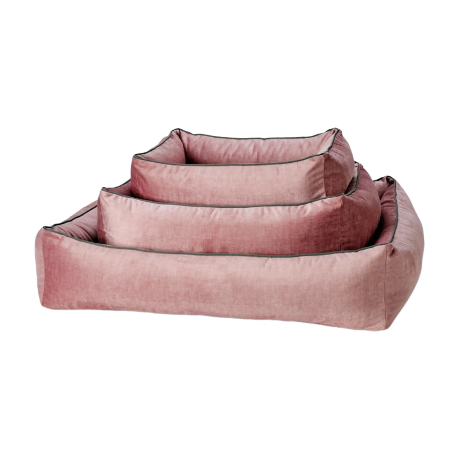 rosa-2