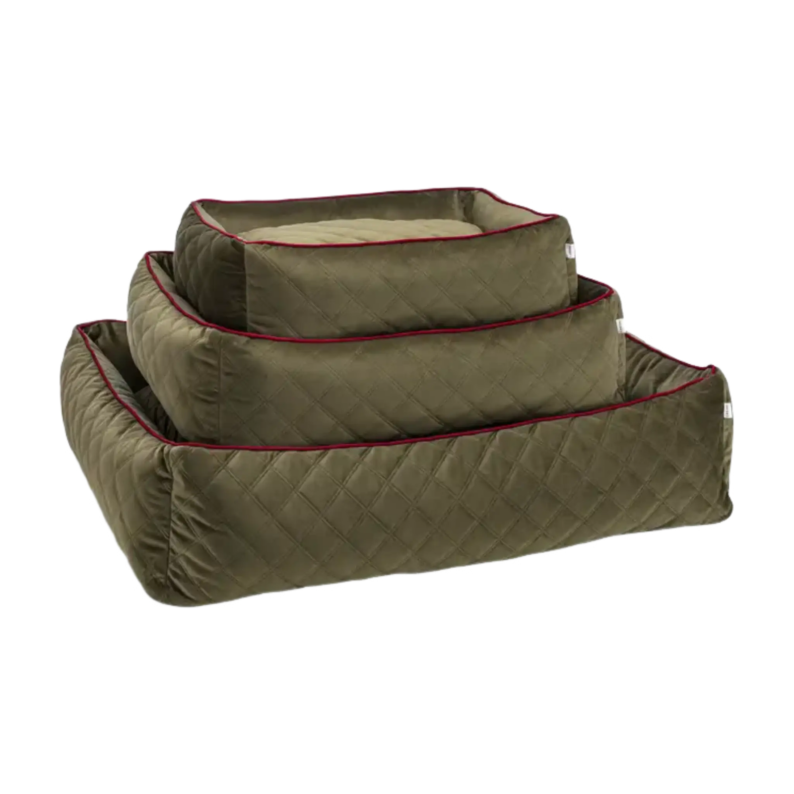 olive-2