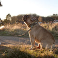 lifestyle